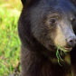 Bear eating!