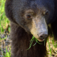 Bear eating!