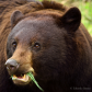 Bear eating!