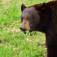 Bear eating!