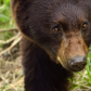 Bear portrait