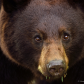 Bear portrait