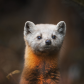Pine marten on a first snow