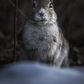 The old hare