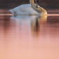 swans 