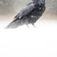 The Great Raven