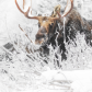 curvy antlers