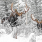 Crown of frost