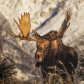 A king on his summit 
