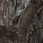 The tiger of our forests...or the art of camouflage