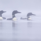 A ballet in the mists