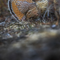 The most beautiful grouse