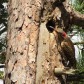 Northern Flicker Feeding Her Young