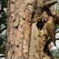 Northern Flicker Feeding Her Young