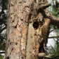 Northern Flicker Feeding Her Young