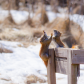 Kung fu squirrels