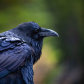 Thus Goes The Raven.....