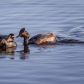 Eared Grebe