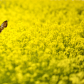 Deer in Field