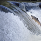 Leaping the Falls