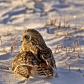 Short Eared Owl