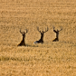 Deer in Field