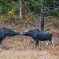 Two Moose - A Special Moment