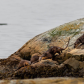 Sea Otters