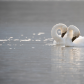 Trumpeter Swan On Guard