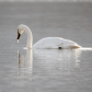 Trumpeter Swan On Guard