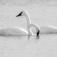 Trumpeter Swan On Guard