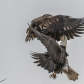 Eagles Skirmish