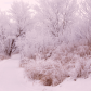 Sunrise Frost