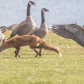 Fox and Canda Geese