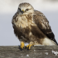 ‘Rough’ legged