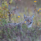 Coyote relaxing in Flowers