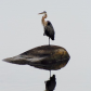 Heron on a rock
