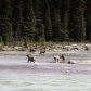 Elk Family Outing