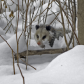 Opossum in the snow