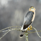 Cooper's Hawk