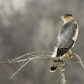 Cooper's Hawk