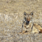 Coyote