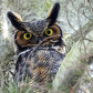 Great Horned Owl