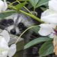 Raccoon