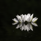 Water Lily