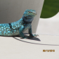 Blue Iguana