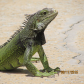 Green Iguana
