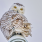 Snowy Owl