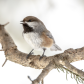 Boreal Chickadee