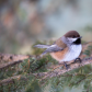 Boreal Chickadee
